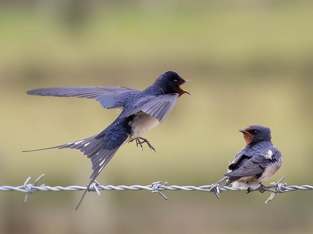 Les oiseaux du moment à découvrir dans un nouvel article du bird-blog d'une histoire de plumes