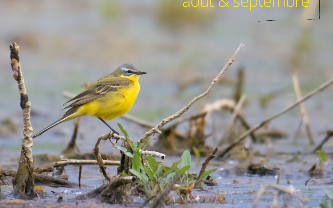 Les oiseaux du moment : août/septembre