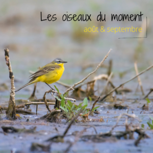 Les oiseaux du moment d'aout et septembre à découvrir dans un nouvel article du bird-blog d'une histoire de plumes