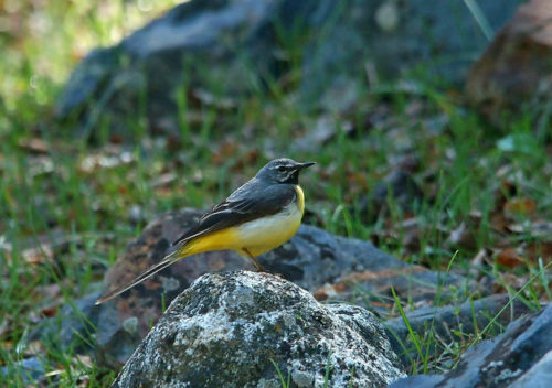 Bergeronnettes et pipits : les motacillidés, stars du nouvel article du bird-blog d'Une histoire de plumes