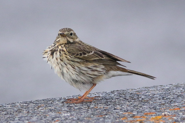 Bergeronnettes et pipits : les motacillidés, stars du nouvel article du bird-blog d'Une histoire de plumes