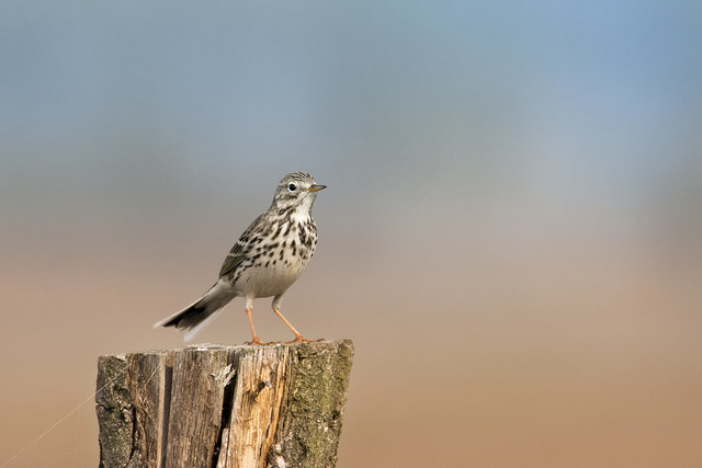 Bergeronnettes et pipits : les motacillidés, stars du nouvel article du bird-blog d'Une histoire de plumes