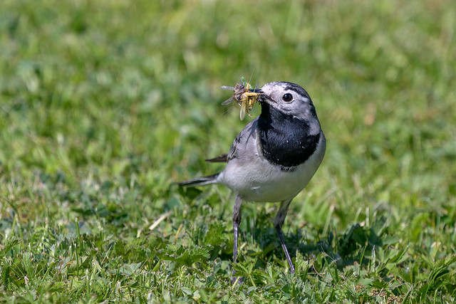 Bergeronnettes et pipits : les motacillidés, stars du nouvel article du bird-blog d'Une histoire de plumes