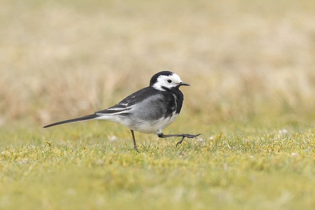 Bergeronnettes et pipits : les motacillidés, stars du nouvel article du bird-blog d'Une histoire de plumes