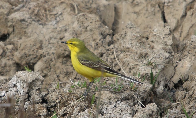 Bergeronnettes et pipits : les motacillidés, stars du nouvel article du bird-blog d'Une histoire de plumes