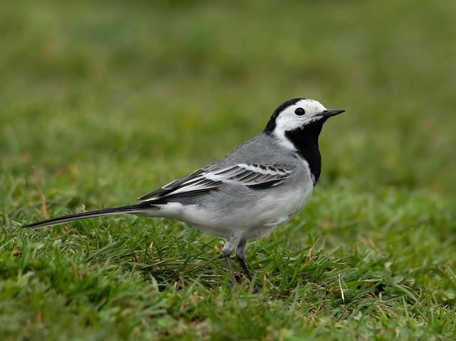 Bergeronnettes et pipits : les motacillidés, stars du nouvel article du bird-blog d'Une histoire de plumes