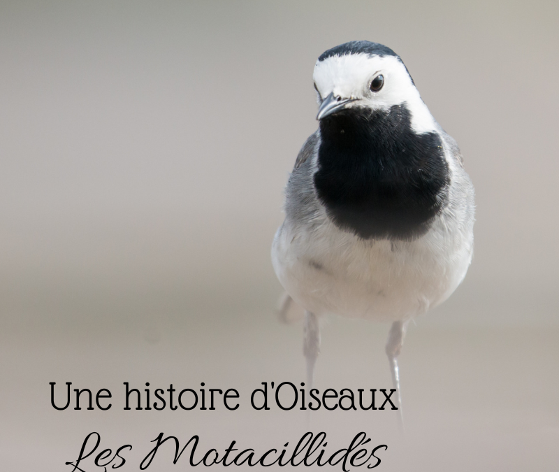 Une histoire d’Oiseaux : les Motacillidés