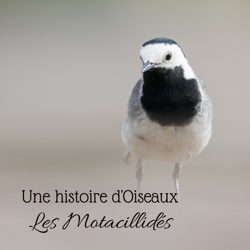 Bergeronnettes et pipits : les motacillidés, stars du nouvel article du bird-blog d'Une histoire de plumes