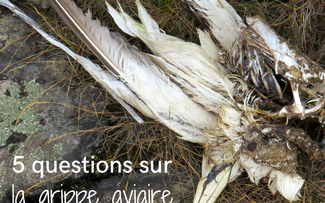 5 questions sur la grippe aviaire