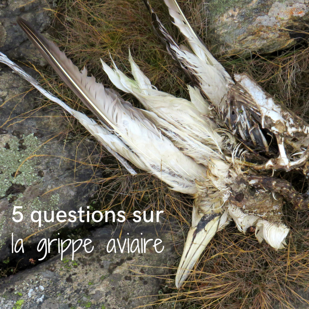 5 questions sur la grippe aviaire, nouvel article du bird-blog d'une histoire de plumes
