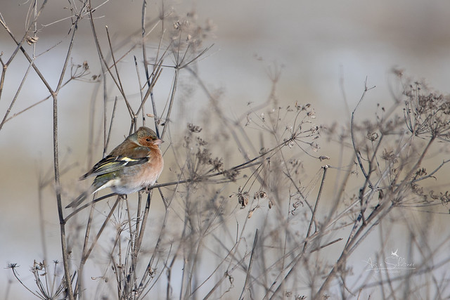 Les oiseaux du moment, octobre - novembre, à découvrir dans un nouvel article du bird-blog d'une histoire de plumes