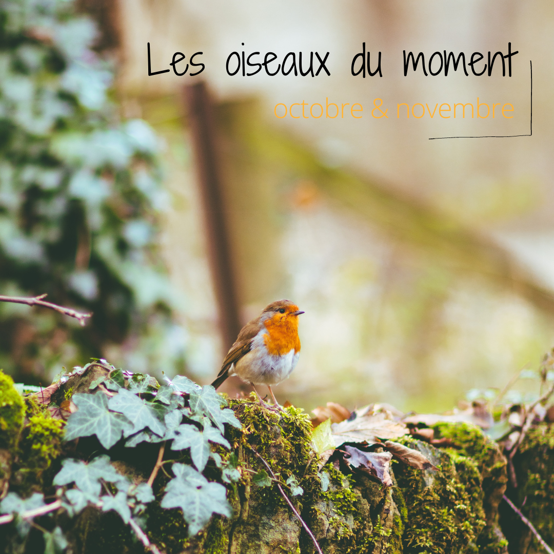 Les oiseaux du moment, octobre - novembre, à découvrir dans un nouvel article du bird-blog d'une histoire de plumes