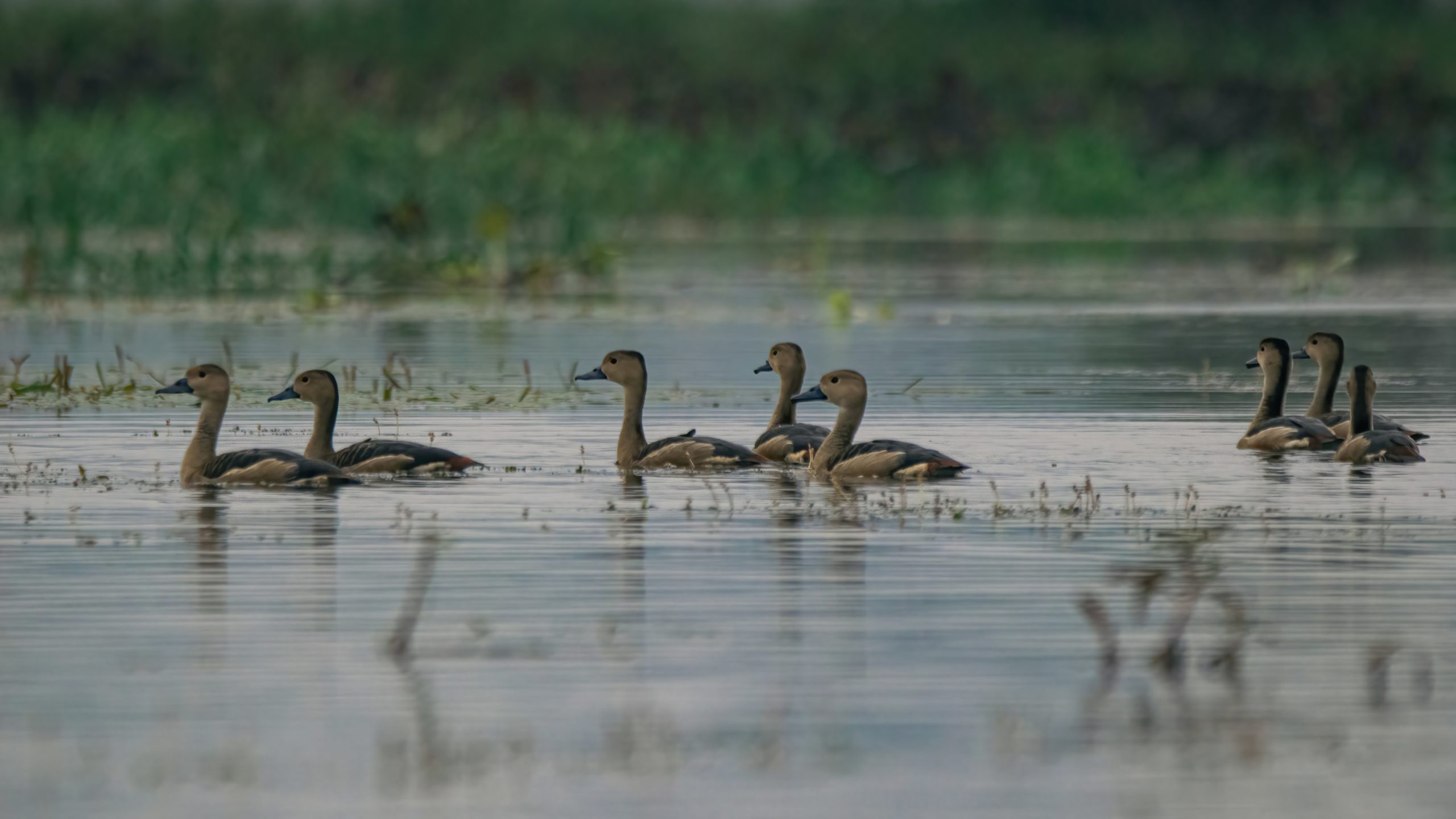 5 questions sur la grippe aviaire, nouvel article du bird-blog d'une histoire de plumes