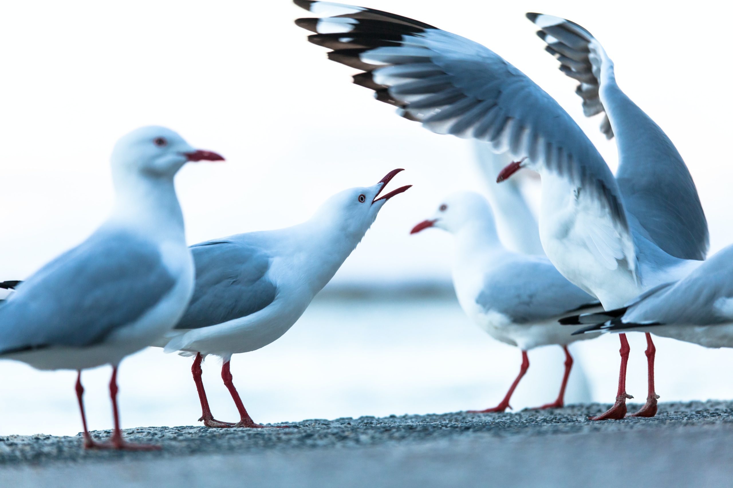 5 questions sur la grippe aviaire, nouvel article du bird-blog d'une histoire de plumes