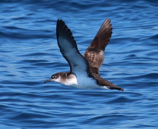 Le Puffin des anglais, oiseau de tous les records, nouvel article du Bird-Blog d'Une histoire de plumes