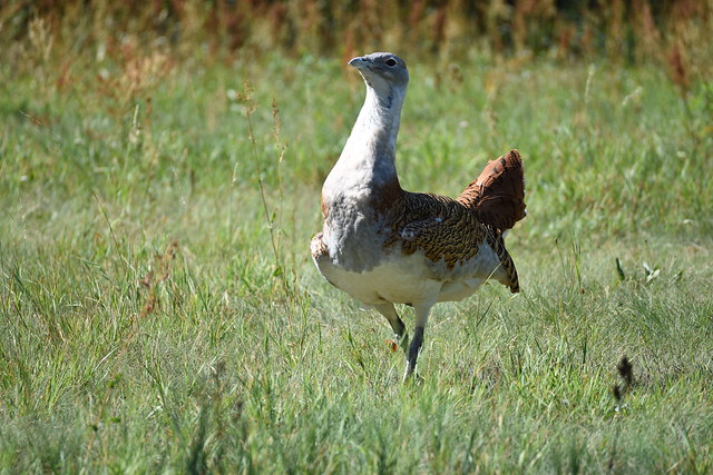 La Grande Outarde, oiseau de tous les records, nouvel article du Bird-Blog d'Une histoire de plumes