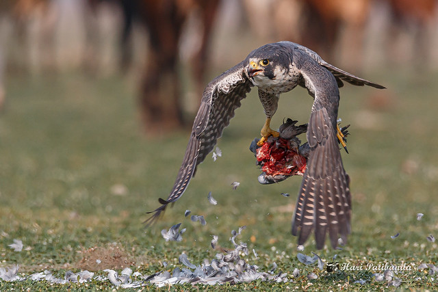 Le faucon pèlerin, oiseau de tous les records, nouvel article du Bird-Blog d'Une histoire de plumes
