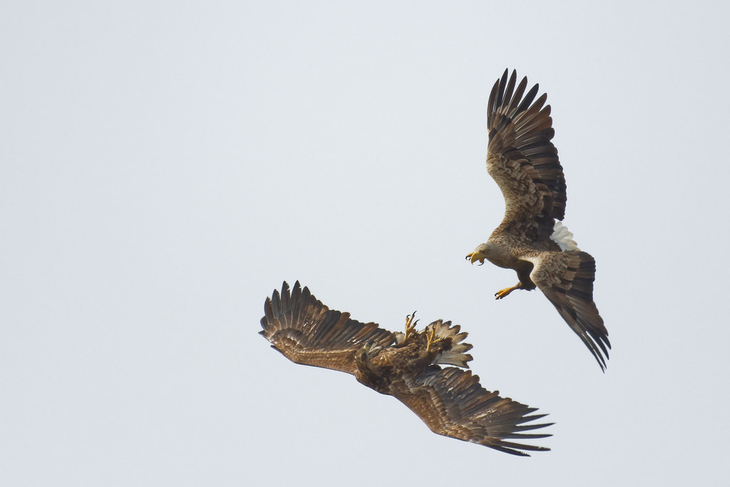 Vrai ou faux : le vol des oiseaux