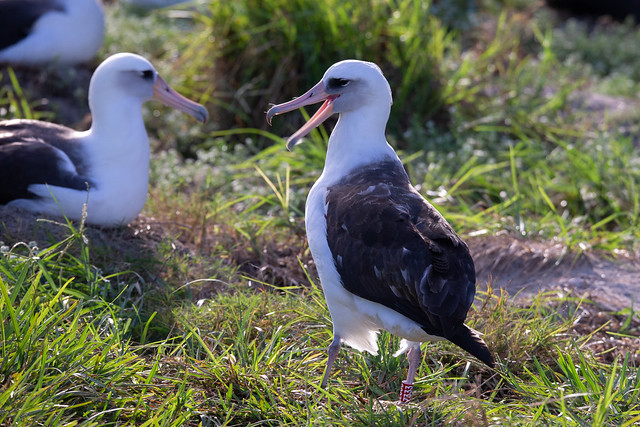 Wisdom, albatros de Laysan, oiseau de tous les records, nouvel article du Bird-Blog d'Une histoire de plumes