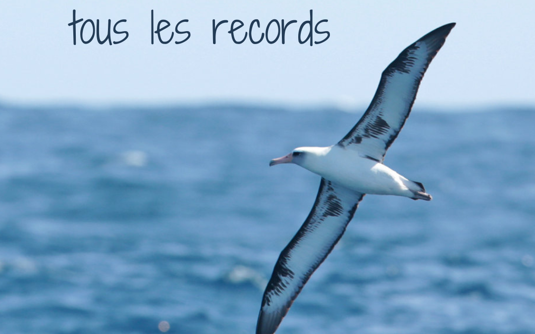 Oiseaux de tous les records