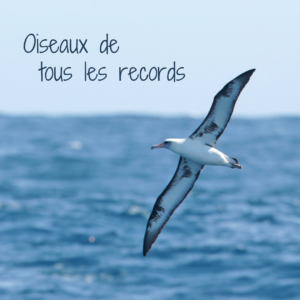 Oiseau de tous les records, nouvel article du Bird-Blog d'Une histoire de plumes