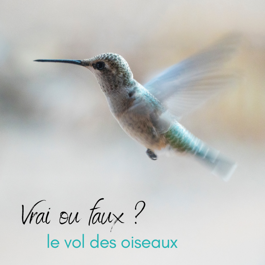 Vrai ou faux : le vol des oiseaux
