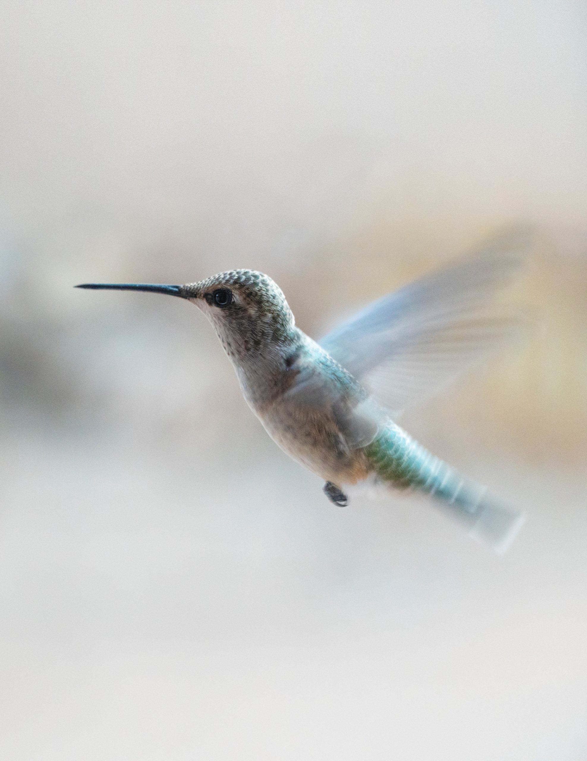 Vrai ou faux : le vol des oiseaux