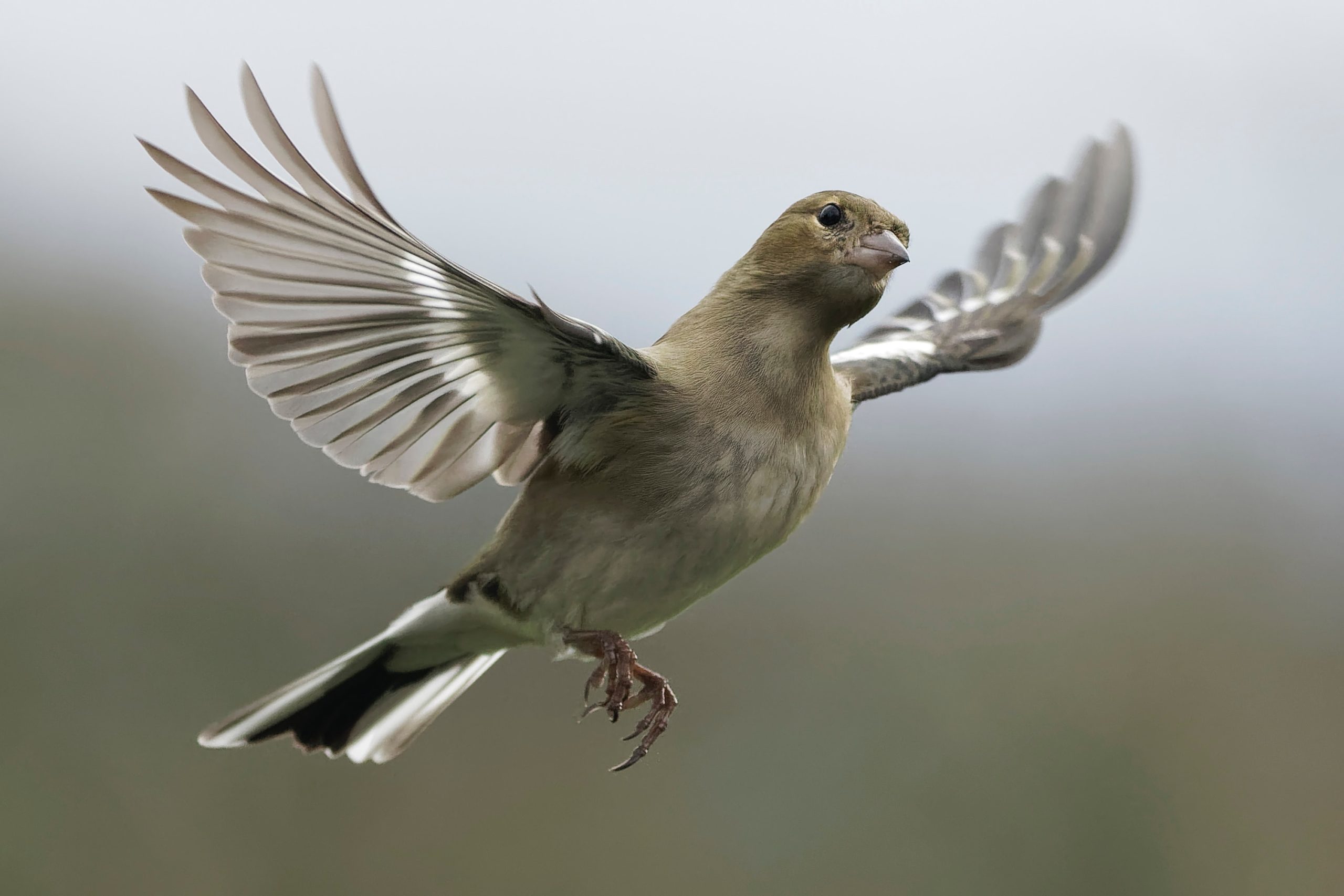 Vrai ou faux : le vol des oiseaux