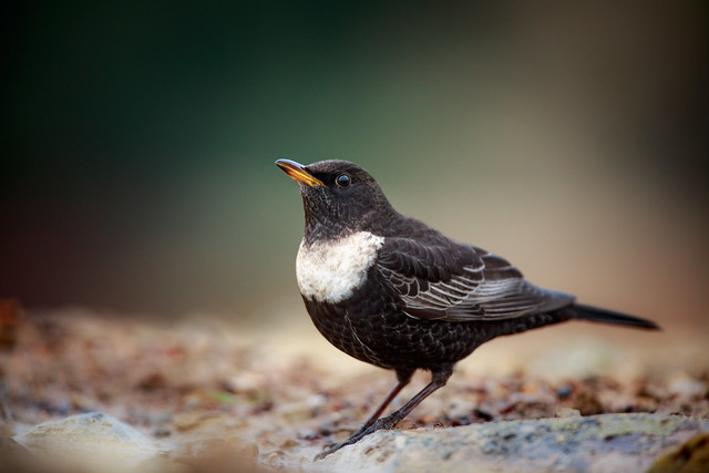 La famille des turdidés, grives et merles, sujets du nouvel article du bird-blog d'Une histoire de plumes