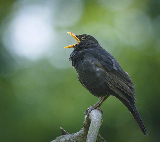 La famille des turdidés, grives et merles, sujets du nouvel article du bird-blog d'Une histoire de plumes