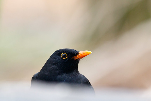 La famille des turdidés, grives et merles, sujets du nouvel article du bird-blog d'Une histoire de plumes