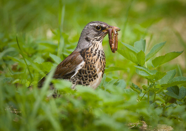 La famille des turdidés, grives et merles, sujets du nouvel article du bird-blog d'Une histoire de plumes