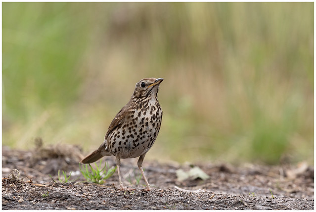 La famille des turdidés, grives et merles, sujets du nouvel article du bird-blog d'Une histoire de plumes