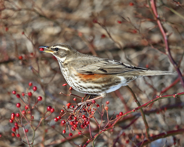 La famille des turdidés, grives et merles, sujets du nouvel article du bird-blog d'Une histoire de plumes