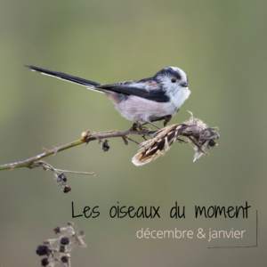 Les oiseaux du moment, décembre - janvier, à découvrir dans un nouvel article du bird-blog d'une histoire de plumes