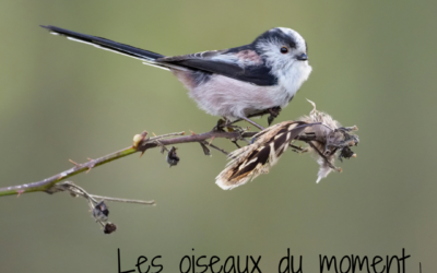 Les oiseaux du moment : décembre/janvier