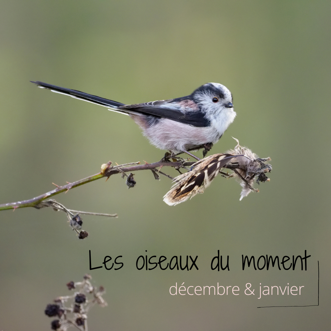 Les oiseaux du moment, décembre - janvier, à découvrir dans un nouvel article du bird-blog d'une histoire de plumes