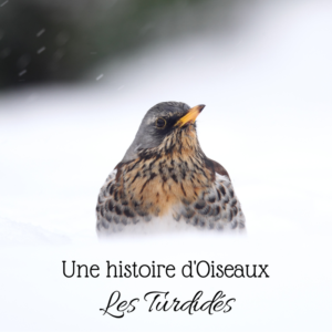 La famille des turdidés, grives et merles, sujets du nouvel article du bird-blog d'Une histoire de plumes