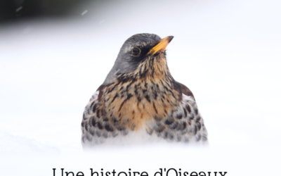 Une histoire d’Oiseaux : les Turdidés