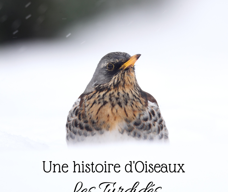 Une histoire d’Oiseaux : les Turdidés