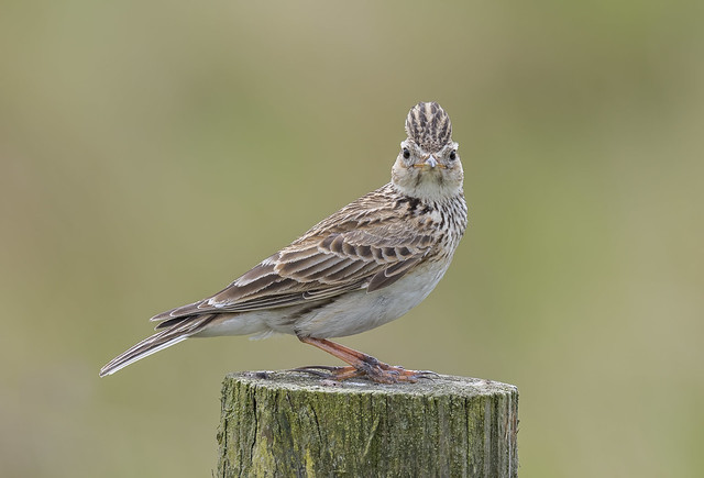 Vrai ou faux : les plumes des oiseaux, le nouvel article du bird-blog d'une histoire de plumes