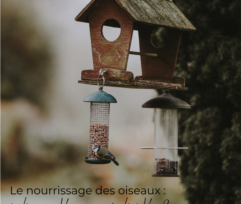 Le nourrissage des oiseaux : indispensable ou préjudiciable ?