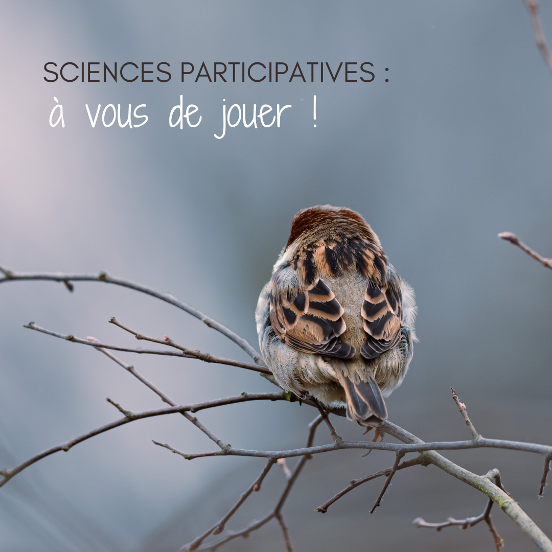 Les sciences participatives à l'honneur dans le nouvel article du bird-blog d'une histoire de plumes