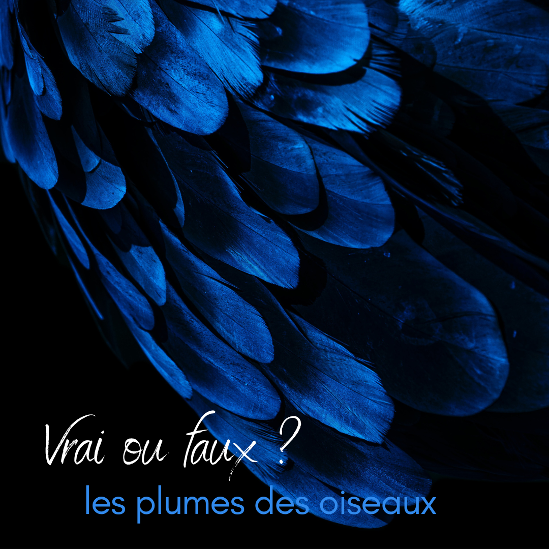 Vrai ou faux : les plumes des oiseaux, le nouvel article du bird-blog d'une histoire de plumes