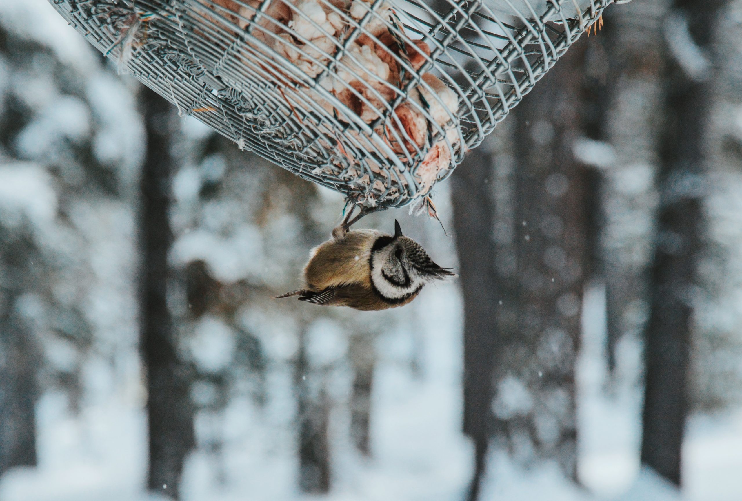 Le nourrissage des oiseaux : indispensable ou préjudiciable ? le nouvel article du bird-blog d'une histoire de plumes