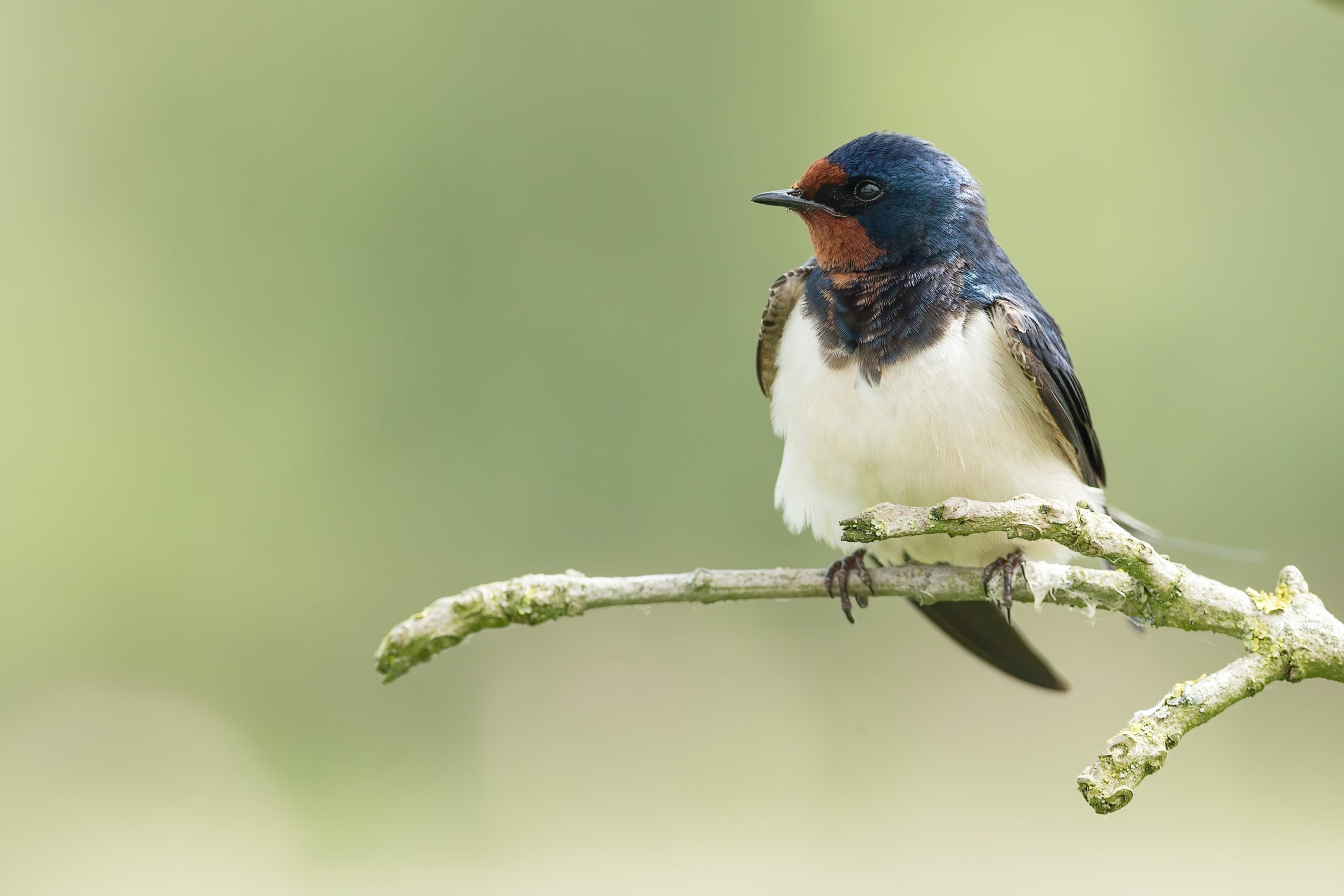 Les sciences participatives à l'honneur dans le nouvel article du bird-blog d'une histoire de plumes