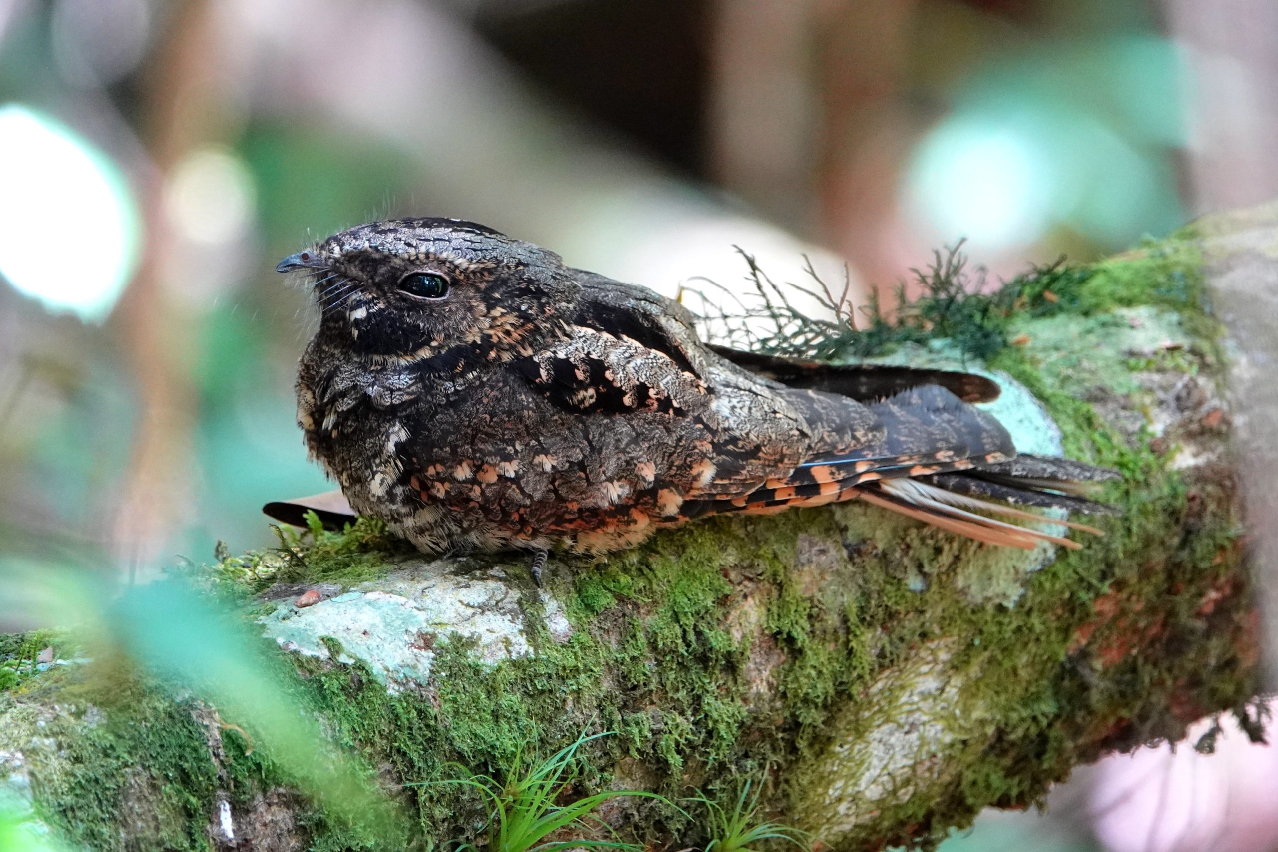 Vrai ou faux : les plumes des oiseaux, le nouvel article du bird-blog d'une histoire de plumes