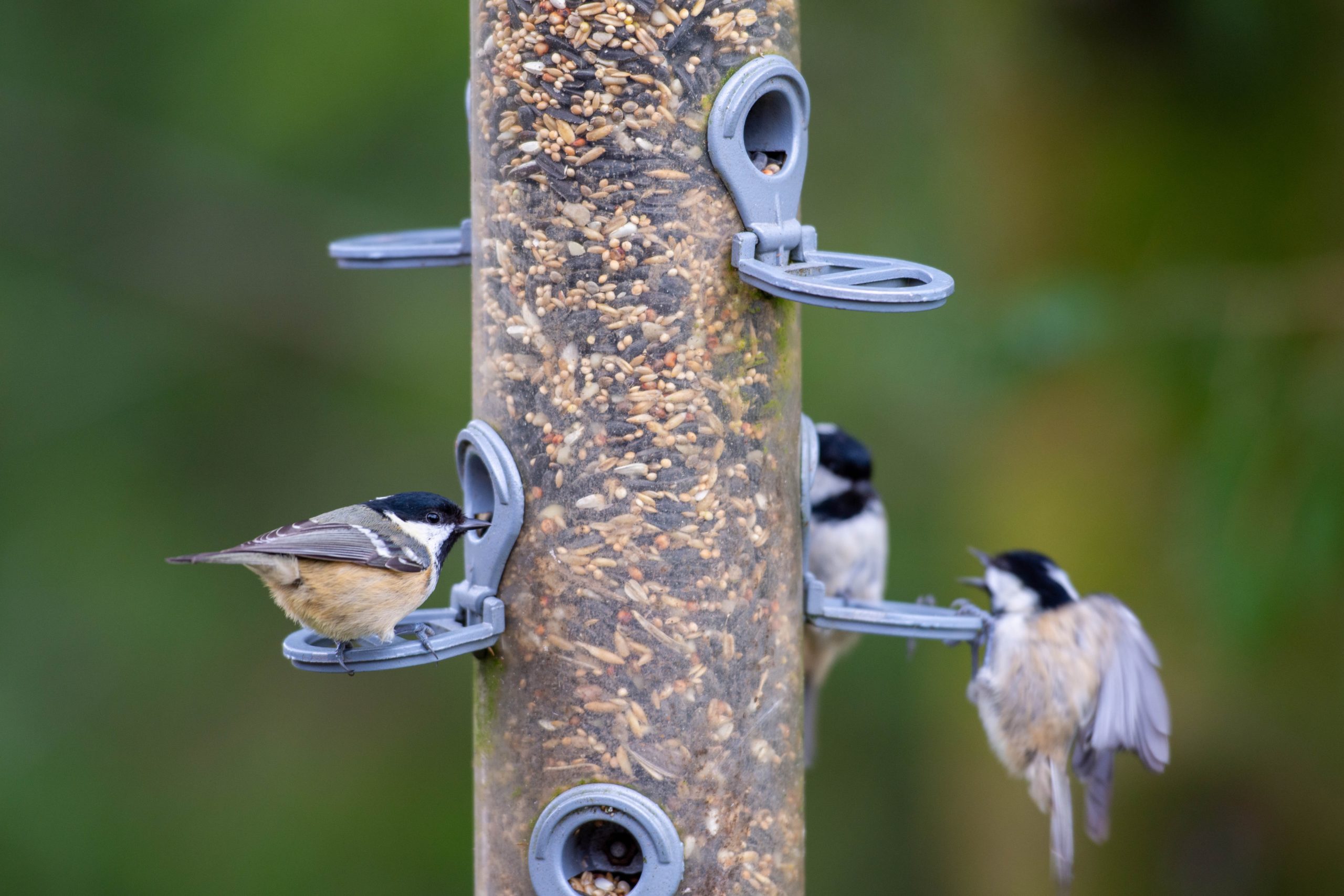 Les sciences participatives à l'honneur dans le nouvel article du bird-blog d'une histoire de plumes