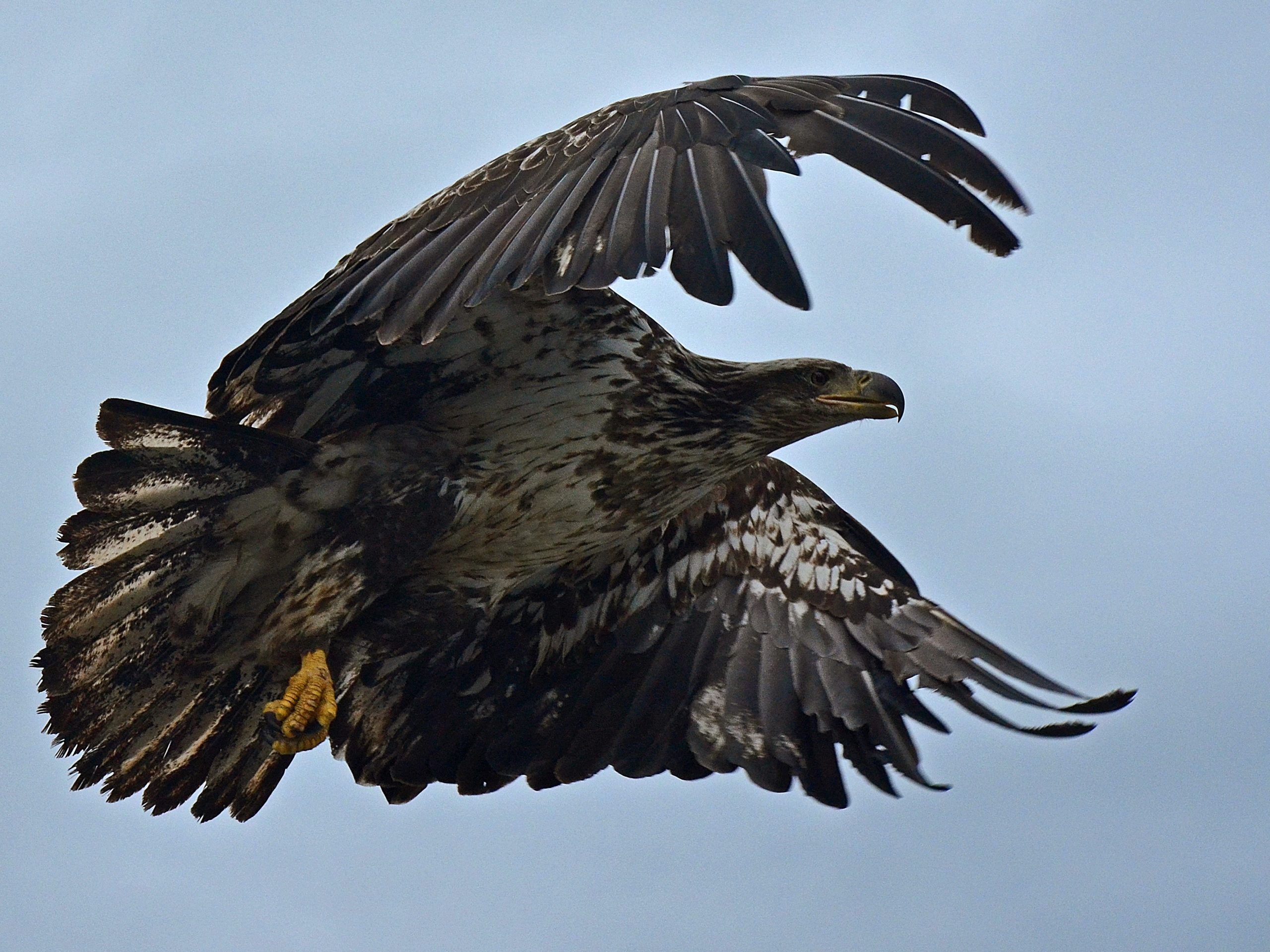 Vrai ou faux : les plumes des oiseaux, le nouvel article du bird-blog d'une histoire de plumes