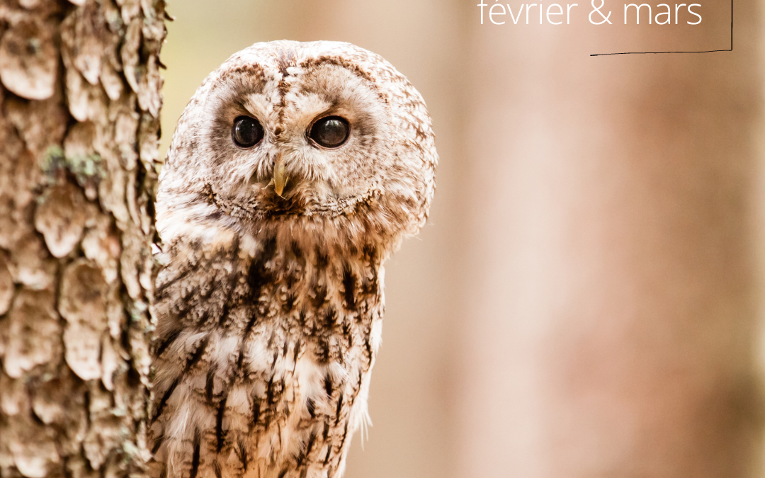 Les oiseaux du moment : février/mars